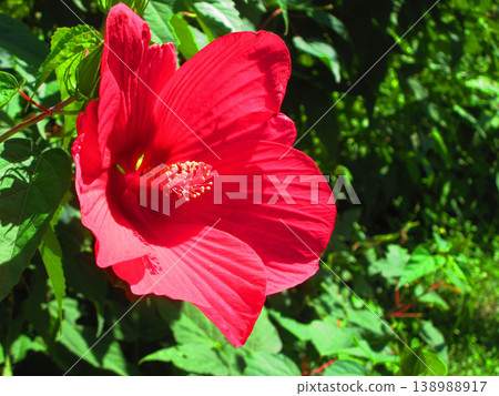 Scenery of red American hibiscus flowers 138988917