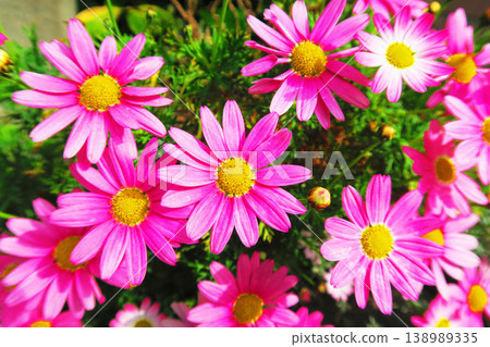 A scene of pink marguerite flowers in full bloom. A scene of pink marguerite flowers in full bloom. 138989335
