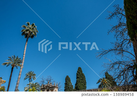 Tall Palm Trees 138989458