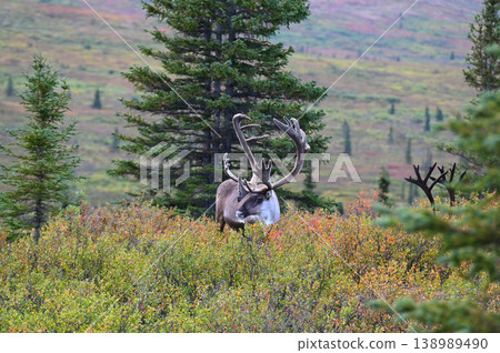 A caribou walking through the autumn foliage A caribou walking through the autumn foliage 138989490