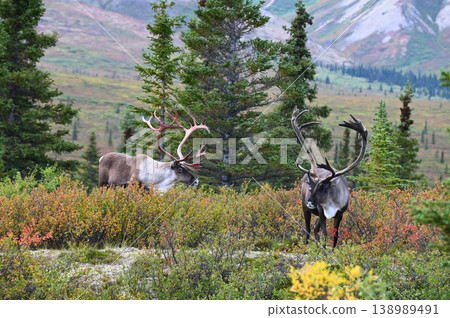 A pair of caribou walking among the autumn leaves A pair of caribou walking among the autumn leaves 138989491