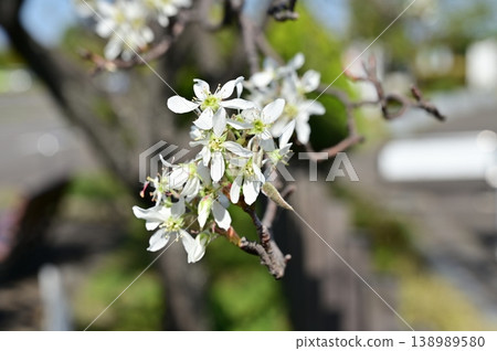 六月莓（薔薇科），唐棣屬，白花 138989580