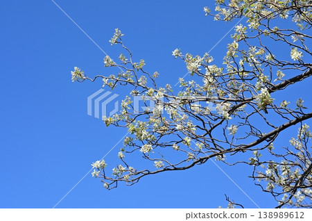 Juneberry (Rosaceae family), Amelanchier genus, white flowers Juneberry (Rosaceae family), Amelanchier genus, white flowers 138989612