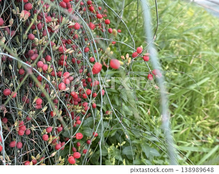 Red berries and green grass creating vibrant natural background with delicate foliage detail Red berries and green grass creating vibrant natural background with delicate foliage detail 138989648