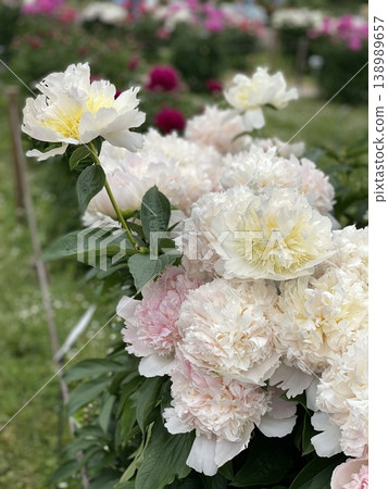 Beautiful white and pink peonies in lush garden with green leaves, suitable for background use Beautiful white and pink peonies in lush garden with green leaves, suitable for background use 138989657