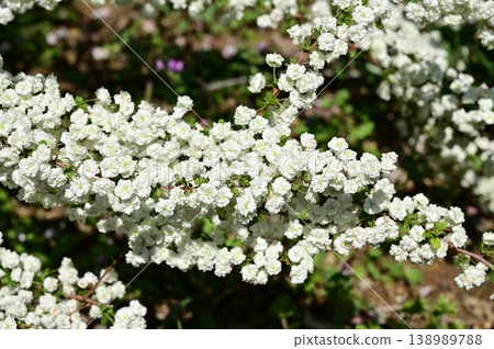 Spiraea (Rosaceae family), a white flower of the Spiraea genus. Spiraea (Rosaceae family), a white flower of the Spiraea genus. 138989788