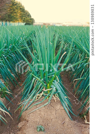 Fukaya green onions, Fukaya green onions, Fukaya, green onions, field, green onion field 138989831
