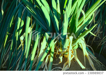 Fukaya green onions, Fukaya green onions, Fukaya, green onions, field, green onion field Fukaya green onions, Fukaya green onions, Fukaya, green onions, field, green onion field 138989837