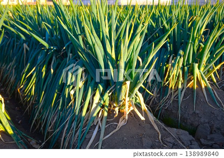 Fukaya green onions, Fukaya green onions, Fukaya, green onions, field, green onion field 138989840