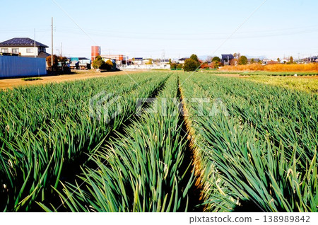 Fukaya green onions, Fukaya green onions, Fukaya, green onions, field, green onion field Fukaya green onions, Fukaya green onions, Fukaya, green onions, field, green onion field 138989842