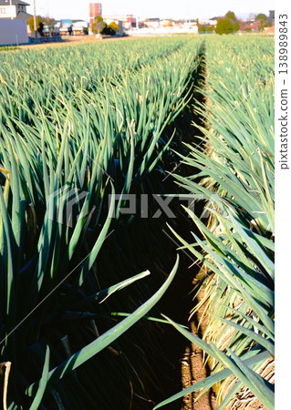 Fukaya green onions, Fukaya green onions, Fukaya, green onions, field, green onion field 138989843