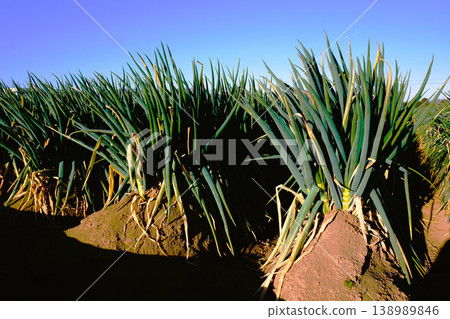 Fukaya green onions, Fukaya green onions, Fukaya, green onions, field, green onion field Fukaya green onions, Fukaya green onions, Fukaya, green onions, field, green onion field 138989846