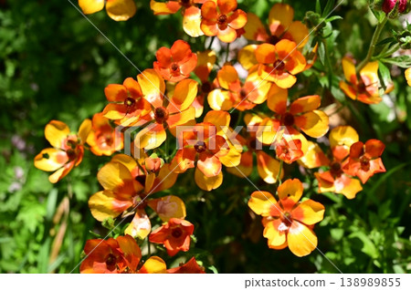 Ranunculus (Ranunculaceae family) Lux 138989855