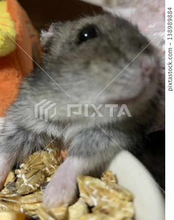 Hamster eating rice 138989884