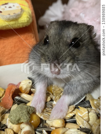 Hamster eating rice 138989885