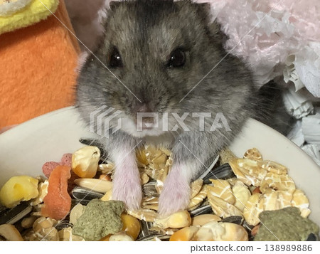 倉鼠吃米飯 138989886
