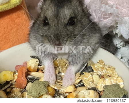 倉鼠吃米飯 138989887