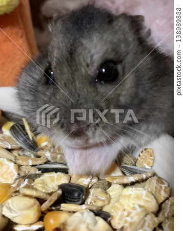 Hamster eating rice 138989888