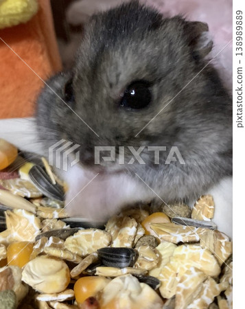 倉鼠吃米飯 138989889