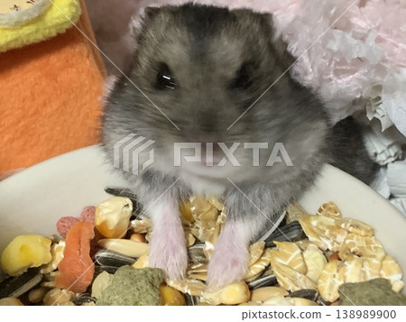 Hamster eating 138989900
