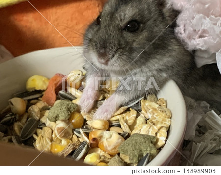 Hamster eating 138989903