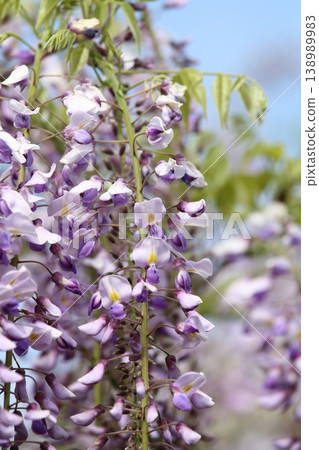 A close-up of wisteria flowers blooming against a blue sky. A close-up of wisteria flowers blooming against a blue sky. 138989983