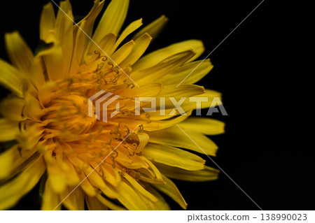 Dandelion flower (close-up in spring) Dandelion flower (close-up in spring) 138990023