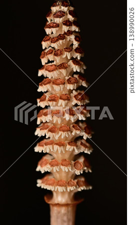 Horsetail (a wild plant of spring) 138990026