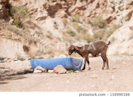 Goat Kid drinks some water 138990166