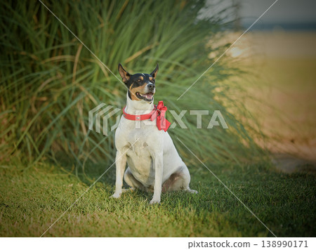 .Cute dog with a red bow. .Cute dog with a red bow. 138990171