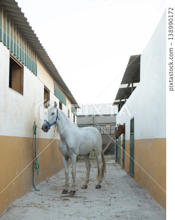 white horse in the stable 138990172