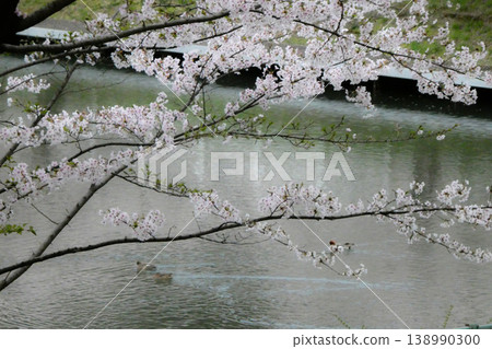 岩手縣北部春天來得晚。岩手縣盛岡市的高松池是天鵝的越冬地,也是著名的賞櫻勝地,櫻花倒映在河面上,景色宜人。 岩手縣北部春天來得晚。岩手縣盛岡市的高松池是天鵝的越冬地,也是著名的賞櫻勝地,櫻花倒映在河面上,景色宜人。 138990300