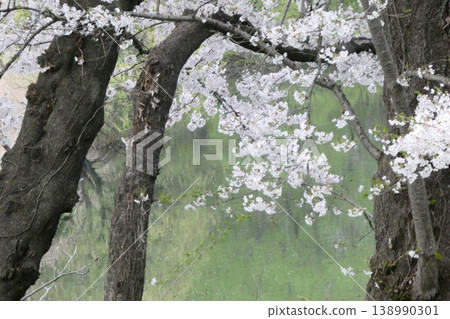 北方晚春的嫩芽和櫻花;早春山村的柔和陽光。 北方晚春的嫩芽和櫻花;早春山村的柔和陽光。 138990301