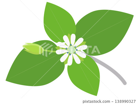 A small and cute illustration of chickweed flowers A small and cute illustration of chickweed flowers 138990327