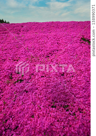 Moss grass blooming on one side 138990371