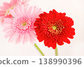 Red and pink gerberas - close-up 138990396
