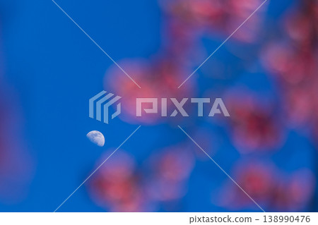 Crescent moon visible in the bright blue sky behind soft pink cherry blossoms Crescent moon visible in the bright blue sky behind soft pink cherry blossoms 138990476