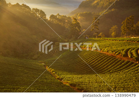 Golden sunbeams illuminate rolling hills of lush green strawberry fields at dawn Golden sunbeams illuminate rolling hills of lush green strawberry fields at dawn 138990479