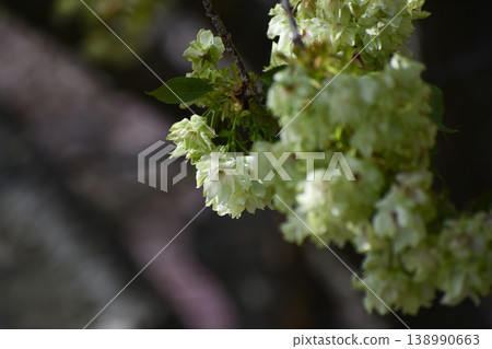 行井小櫻(Prunus serrulata var. serrulata) 行井小櫻(Prunus serrulata var. serrulata) 138990663