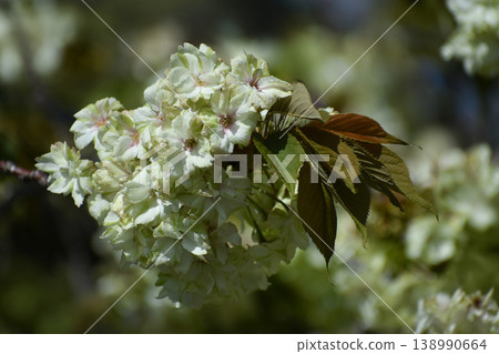 Gyoi-kozakura (Prunus serrulata var. serrulata) Gyoi-kozakura (Prunus serrulata var. serrulata) 138990664