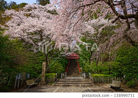 Osaki Hachimangu Shrine: Torii gate and cherry blossoms in full bloom Osaki Hachimangu Shrine: Torii gate and cherry blossoms in full bloom 138990731