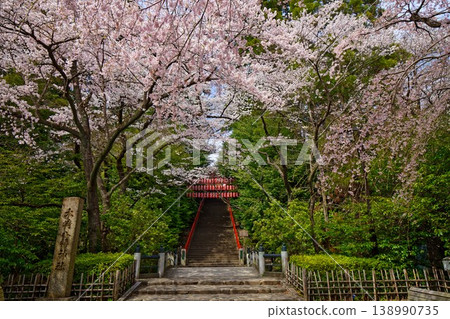 Osaki Hachimangu Shrine: Torii gate and cherry blossoms in full bloom Osaki Hachimangu Shrine: Torii gate and cherry blossoms in full bloom 138990735