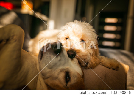 Maltipoo Puppy Watching Over a Beagle Resting on a Sofa Maltipoo Puppy Watching Over a Beagle Resting on a Sofa 138990866