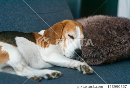 Tricolor Beagle Dog Sleeping on Sofa with Brown Fluffy Pillow 138990867
