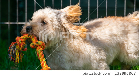 Energetic Maltipoo Dog Running Fast with Colorful Rope Toy 138990868