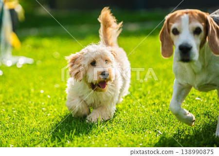 Cream Maltipoo Puppy Running on Green Grass with a Beagle Dog Following Behind in a Sunny Garden Park 138990875