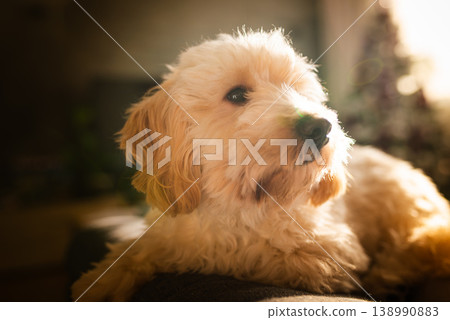 Backlit Portrait of a Maltipoo Puppy in Golden Hour Sunlight 138990883