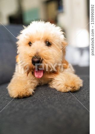 Portrait of a Happy Smiling Maltipoo Dog on a Blue Couch 138990892