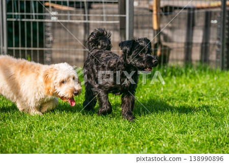 Yorkshire Terrier and Maltipoo Dogs Walking Together on a Green Lawn in a Bright Sunny Garden Setting Yorkshire Terrier and Maltipoo Dogs Walking Together on a Green Lawn in a Bright Sunny Garden Setting 138990896