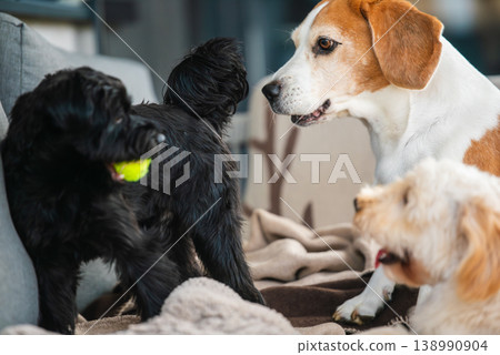 Beagle, Yorkshire Terrier and Maltipoo Sitting Together on a Comfortable Sofa in a Modern Home Living Room 138990904